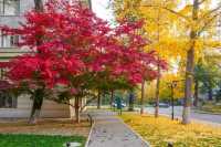 11月16日，友誼賓館紅楓漸變色更美！附位置！
