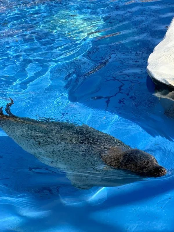 Nagoya | Visit Capybaras, but Management Says They're Gone