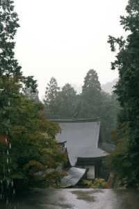 紅葉還未全盛，雨天也等不及飛到京都。