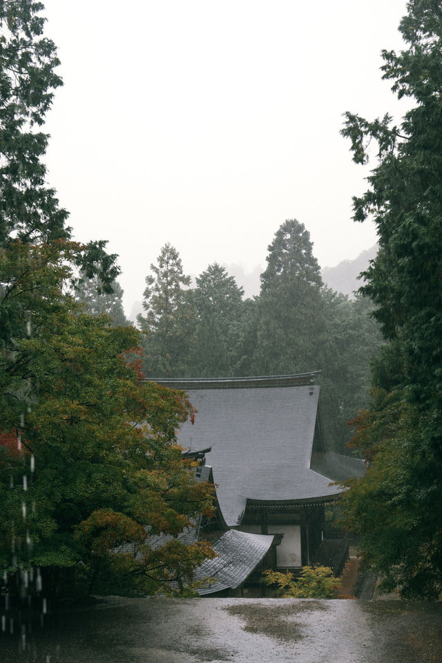 紅葉還未全盛，雨天也等不及飛到京都。