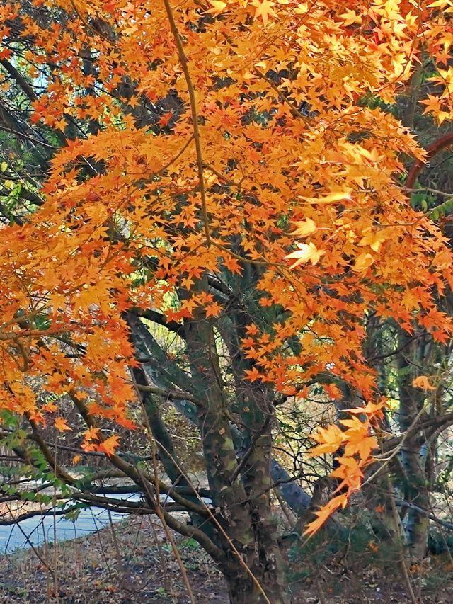 冬天來青島｜世紀公園的楓葉杉樹很驚艷（附攻略）