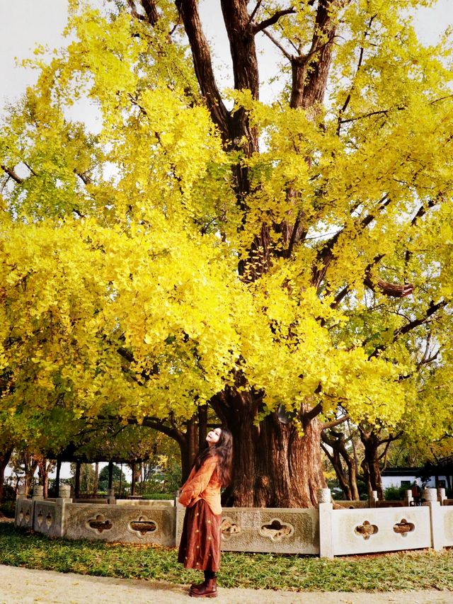 錯過這一年，上海古樹公園001號古銀杏黃。