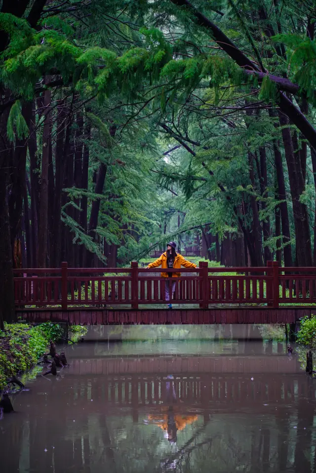 Experience "Traveling in a Painting" at Li Zhong Water Forest Park