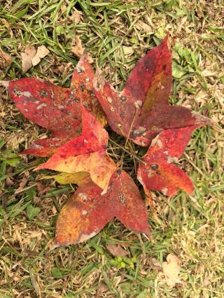 Hongye Forest Park | A Red Poem in Autumn