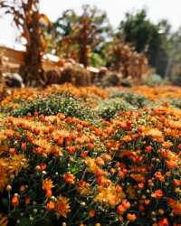 塔爾薩植物園：四季花海的靜謐天堂