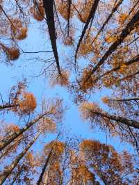 今年來晚了 紅園 可你還是那麼美