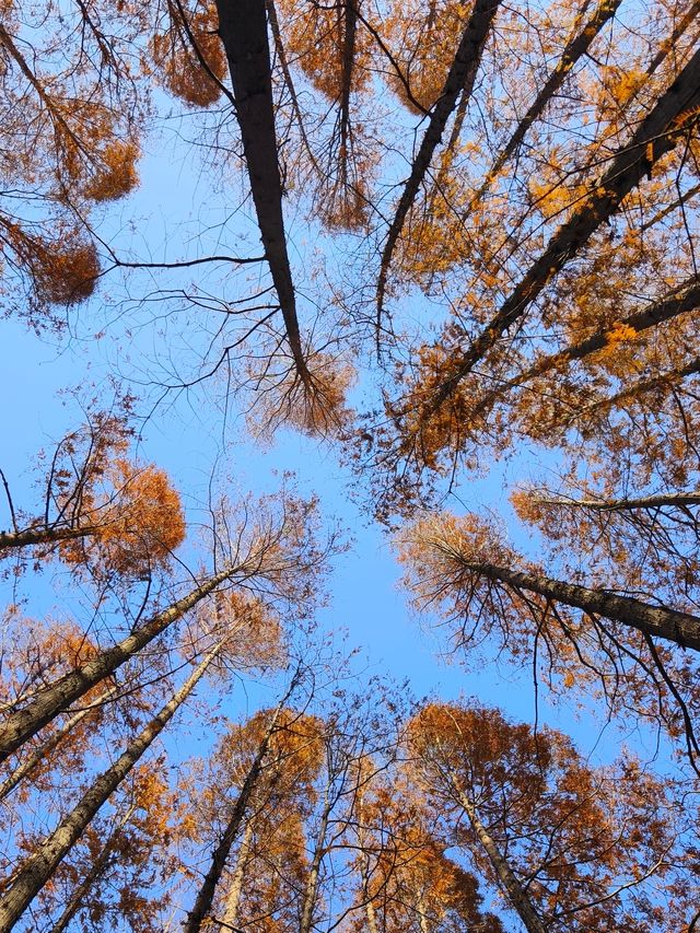 今年來晚了 紅園 可你還是那麼美