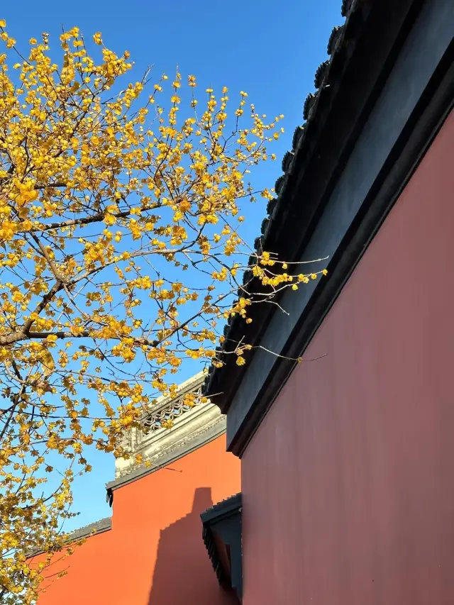 Suzhou Plum Blossom Viewing Guide