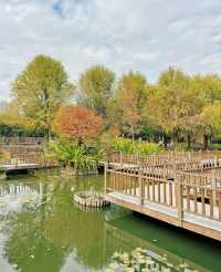 廈門濕地公園落羽杉紅了？？？