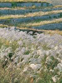 烏魯木齊-賽里木湖-伊犁｜5日暢遊 超詳細攻略速碼