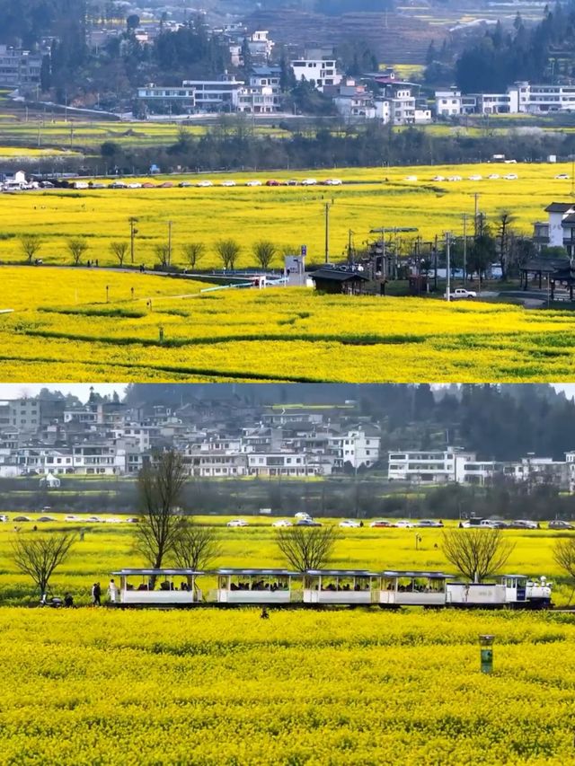 不是平坝/婺源這是離貴陽1h的賞花天堂