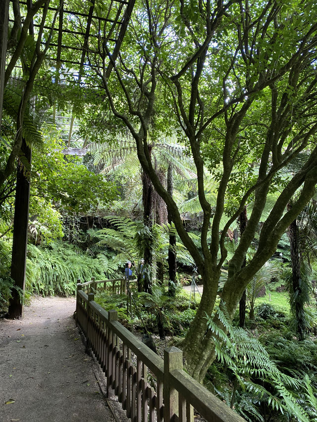 Discover Auckland's Domain Wintergardens: A Free Floral Escape