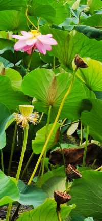 集安•蓮花公園