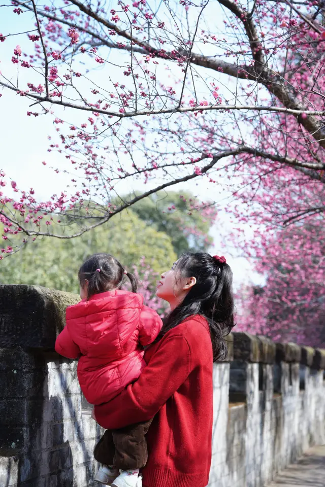 成都周邊賞梅｜快來邂逅這滿城的春日浪漫！