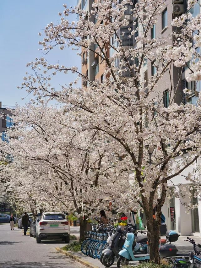 上海的春天，是萬萬次春和景明附地址！