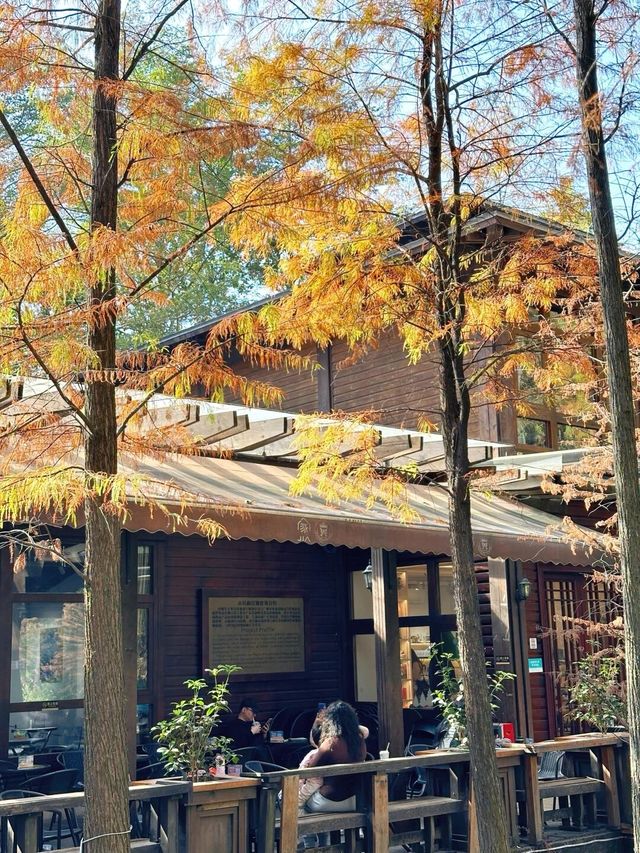 廣州｜落羽杉｜森林書屋下的畫面太美了