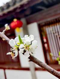 又是一樹黃花
