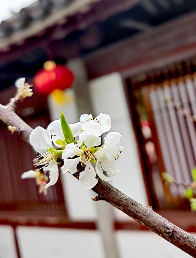 又是一樹黃花