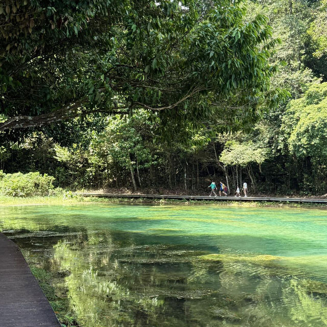 🌳在新加坡邂逅綠野仙蹤|麥里芝蓄水池