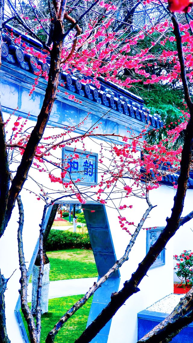 無錫博物院旁的春日驚喜，錯過等一年！