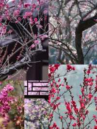 暗香飄溢：南京賞梅勝地大盤點
