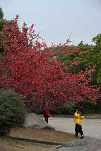 成都棠湖公園｜海棠花即將迎來最佳觀賞期！