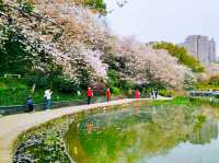 望月公園賞櫻花