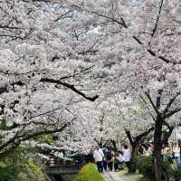 🌸漫步京都哲學之道，邂逅春日爛漫櫻花
