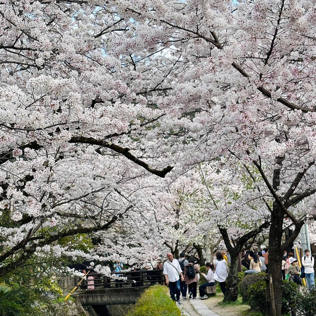 🌸漫步京都哲學之道，邂逅春日爛漫櫻花