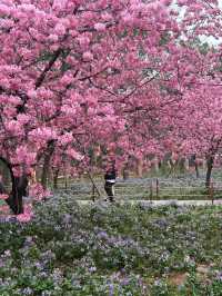 🌸東湖櫻園最新實況！無濾鏡live圖超