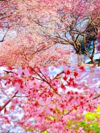 福建龍岩櫻花茶園賞花遊攻略