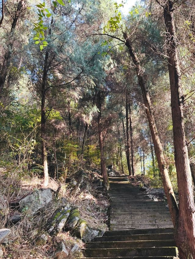 雲龜山櫻花保姆級攻略 山巔雲霞墜入凡間