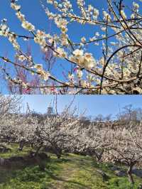 誤入韓漫裡的春日梅林！光陽梅花村