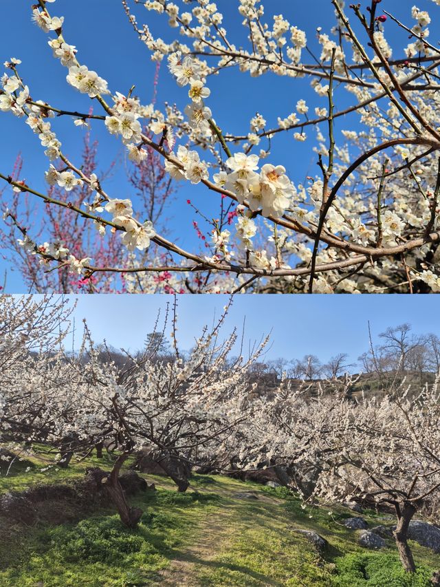 誤入韓漫裡的春日梅林！光陽梅花村