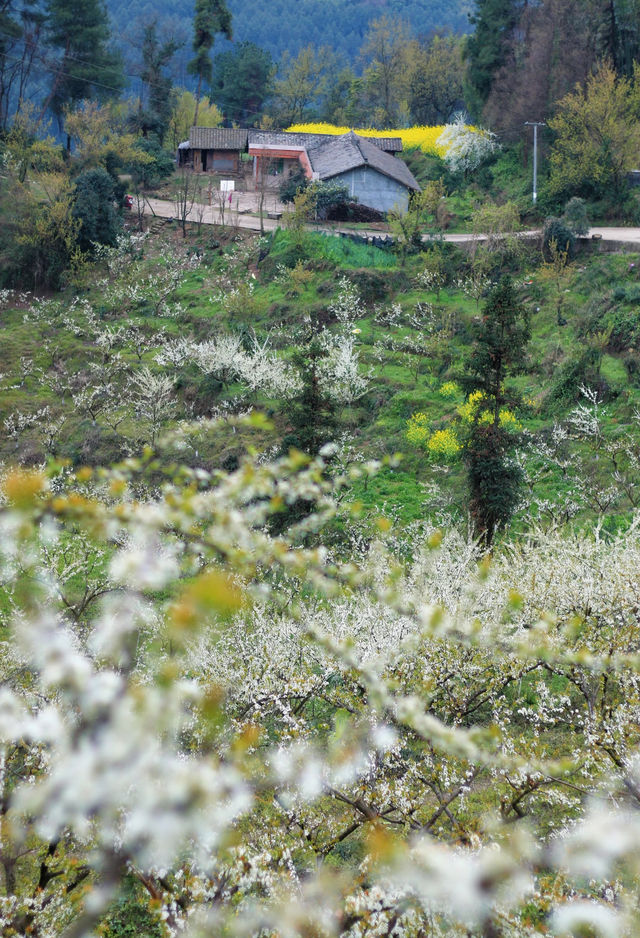 成都周邊9個打野菜好地方週末戶外好去處