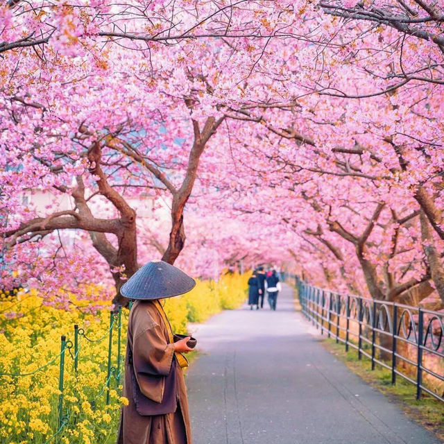 🌸2025日本櫻花季攻略 | 東京櫻花最美不接受反駁