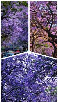 春城限定浪漫｜藍花楹漫遊指南
