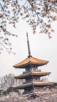 春日遊，櫻花滿枝