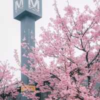 🌸武漢新晉最美櫻花地鐵站，邂逅春日浪漫