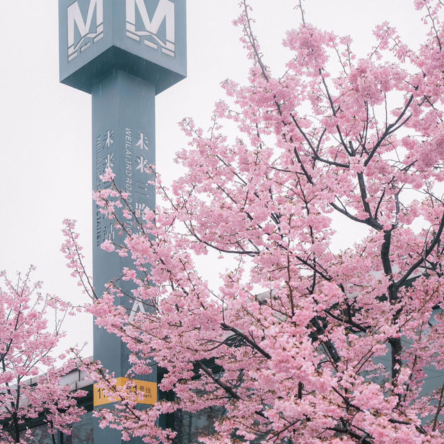 🌸武漢新晉最美櫻花地鐵站，邂逅春日浪漫