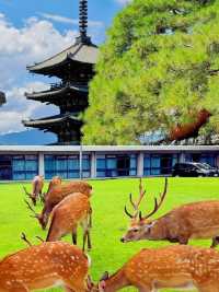 探索尾鷲：展開日本小眾詩意角落的奇幻之旅