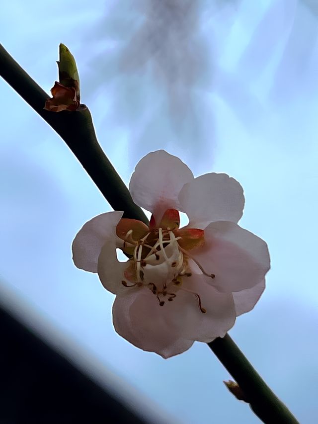 揚州一日遊攻略，這些經典景點必打卡