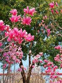 花為媒，南浦大橋你就「娶」咗佢啦！