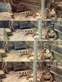 胡志明西貢動物園及其周邊