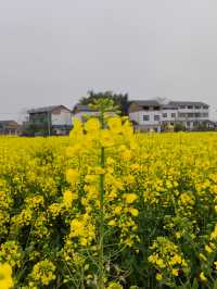 重慶墊江萬畝油菜花田