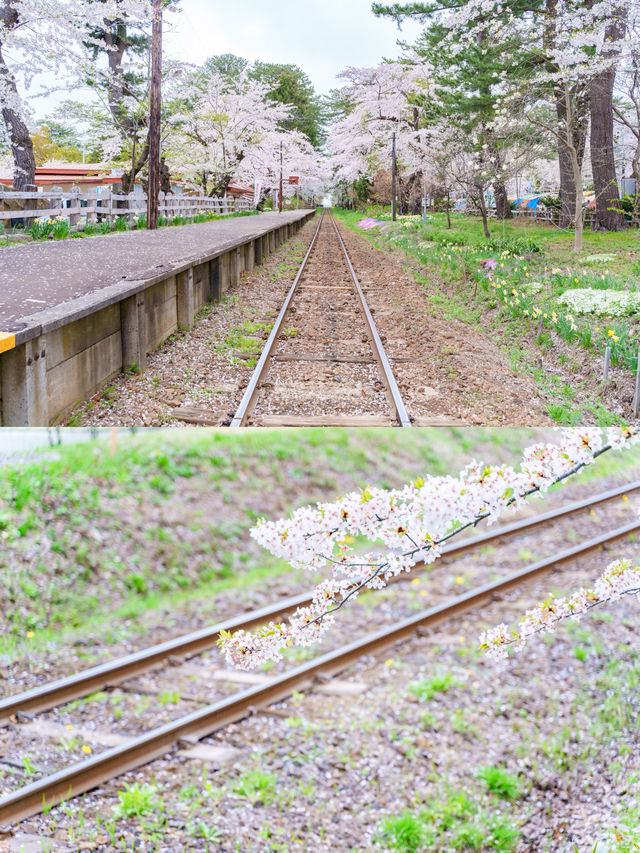 【青森】春日賞櫻～