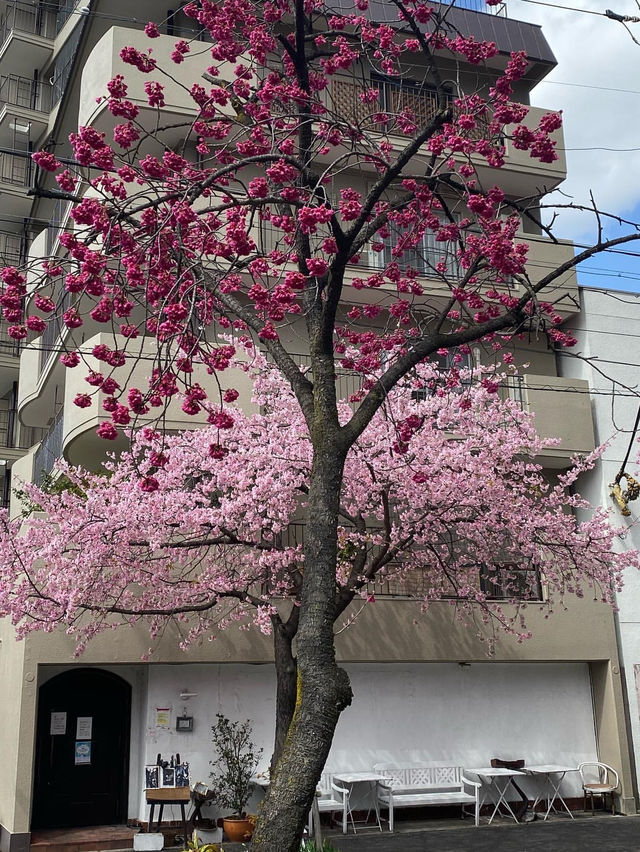 名古屋賞櫻攻略：歷史與現代交織的春日花海！