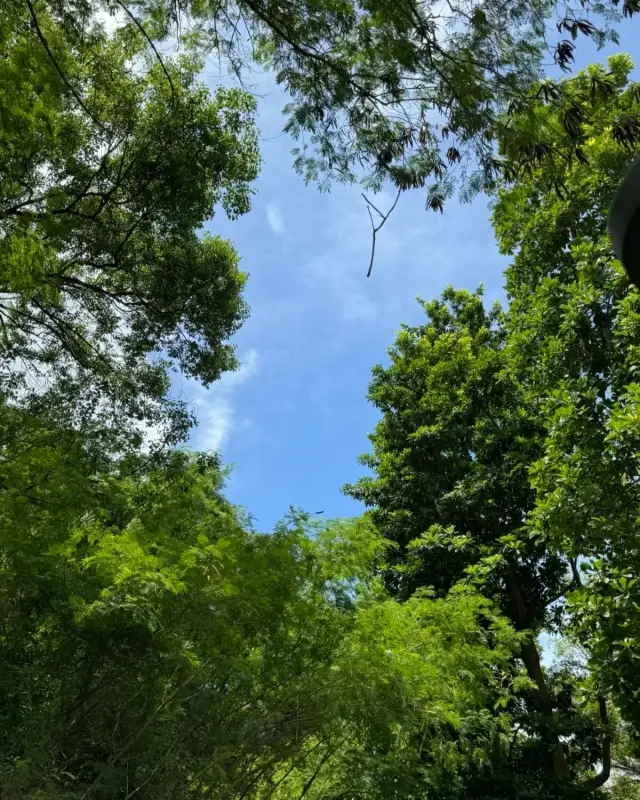 Bao'an Park | Find tranquility in this lush, shady park!