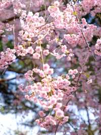 札幌賞櫻全攻略：北國都市的春日櫻花物語！