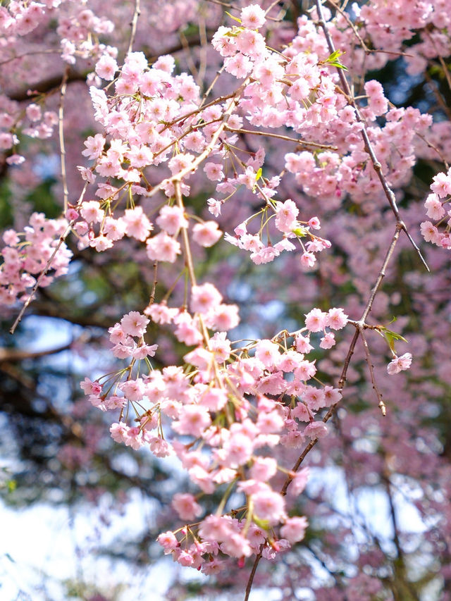 札幌賞櫻全攻略：北國都市的春日櫻花物語！